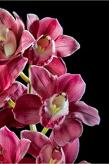 privé productfotografieworkshop webshops rotterdam